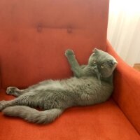 Scottish Fold, Kedi  Duman fotoğrafı