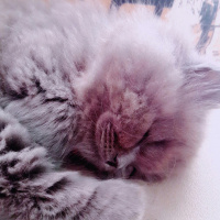 Brazilian Shorthair, Kedi  Yaramaz Duman fotoğrafı
