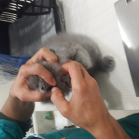 Brazilian Shorthair, Kedi  Yaramaz Duman fotoğrafı