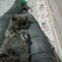 Brazilian Shorthair, Kedi  Yaramaz Duman fotoğrafı