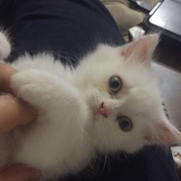 Chinchilla, Kedi  maya fotoğrafı