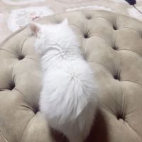 Chinchilla, Kedi  maya fotoğrafı