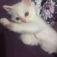 Chinchilla, Kedi  maya fotoğrafı
