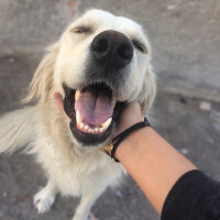 Golden Retriever, Köpek  Bulut fotoğrafı