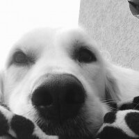 Golden Retriever, Köpek  Bulut fotoğrafı