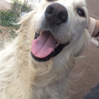 Golden Retriever, Köpek  Bulut fotoğrafı