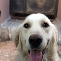 Golden Retriever, Köpek  Bulut fotoğrafı