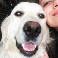 Golden Retriever, Köpek  Bulut fotoğrafı