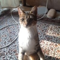 Tekir Kedi, Kedi  Yuumi fotoğrafı