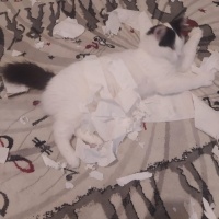 Tekir Kedi, Kedi  Peynir fotoğrafı