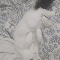 Tekir Kedi, Kedi  Peynir fotoğrafı