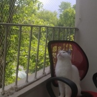 Tekir Kedi, Kedi  Peynir fotoğrafı