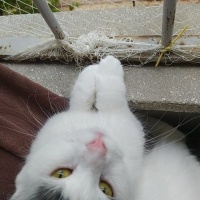 Tekir Kedi, Kedi  Peynir fotoğrafı