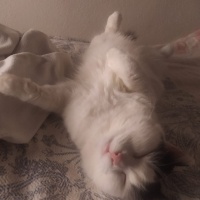 Tekir Kedi, Kedi  Peynir fotoğrafı