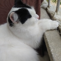 Tekir Kedi, Kedi  Peynir fotoğrafı