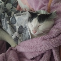 Tekir Kedi, Kedi  Peynir fotoğrafı