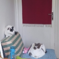 Tekir Kedi, Kedi  Peynir fotoğrafı