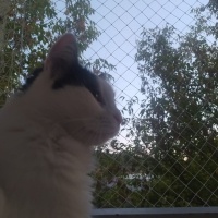 Tekir Kedi, Kedi  Peynir fotoğrafı