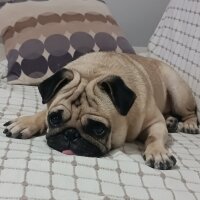 Pug, Köpek  Chıvas fotoğrafı