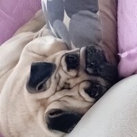 Pug, Köpek  Chıvas fotoğrafı