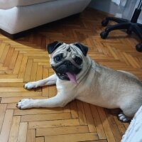 Pug, Köpek  Chıvas fotoğrafı