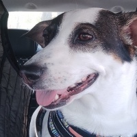 Jack Russell Terrier, Köpek  Rozi fotoğrafı