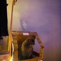 Scottish Fold, Kedi  Minnos Cookie fotoğrafı