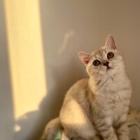 British Shorthair, Kedi  Tarçın fotoğrafı