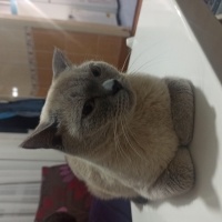 Siyam Kedisi, Kedi  Sipan fotoğrafı
