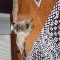 Siyam Kedisi, Kedi  Sipan fotoğrafı