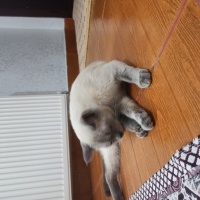 Siyam Kedisi, Kedi  Sipan fotoğrafı