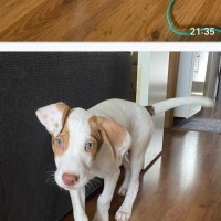 Pointer, Köpek  Robin fotoğrafı