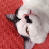 Tekir Kedi, Kedi  Fındık fotoğrafı