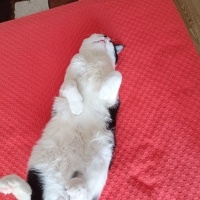 Tekir Kedi, Kedi  Fındık fotoğrafı