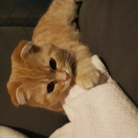 Tekir Kedi, Kedi  Lokum fotoğrafı