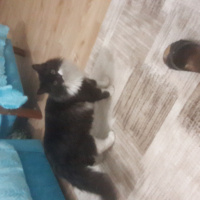 Tekir Kedi, Kedi  Dut fotoğrafı