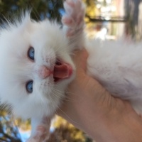 Scottish Fold, Kedi  Scotish,britişh fold,blu point,british lonchear fotoğrafı