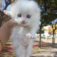 Scottish Fold, Kedi  Scotish,britişh fold,blu point,british lonchear fotoğrafı