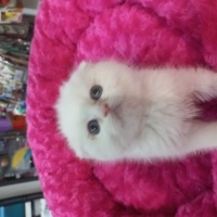 Scottish Fold, Kedi  Scotish,britişh fold,blu point,british lonchear fotoğrafı