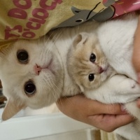 Burmilla (Silver Burmese), Kedi  Neşe fotoğrafı