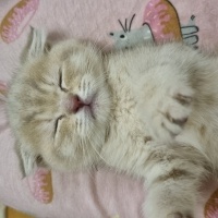 Burmilla (Silver Burmese), Kedi  Neşe fotoğrafı