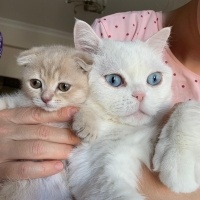 Burmilla (Silver Burmese), Kedi  Neşe fotoğrafı