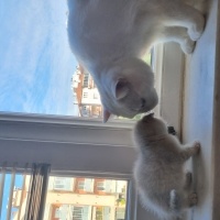 Burmilla (Silver Burmese), Kedi  Neşe fotoğrafı