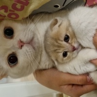 British Shorthair, Kedi  Behlül fotoğrafı