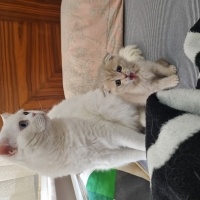 British Shorthair, Kedi  Behlül fotoğrafı