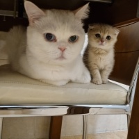 British Shorthair, Kedi  Behlül fotoğrafı