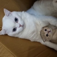 British Shorthair, Kedi  Behlül fotoğrafı