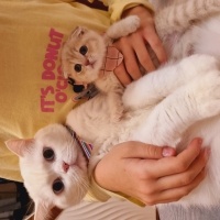 British Shorthair, Kedi  Behlül fotoğrafı