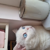 British Shorthair, Kedi  Behlül fotoğrafı