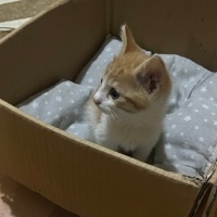 Sarman, Kedi  Yok fotoğrafı